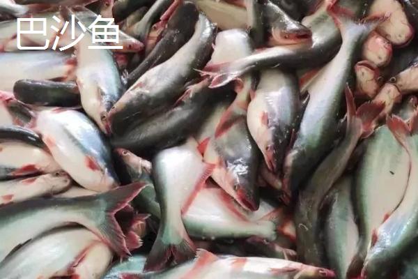 巴沙鱼和龙利鱼的区别，巴沙鱼属于鲶科、龙利鱼属于舌鳎科