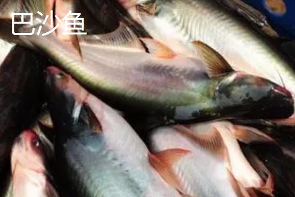 巴沙鱼和龙利鱼的区别，巴沙鱼属于鲶科、龙利鱼属于舌鳎科
