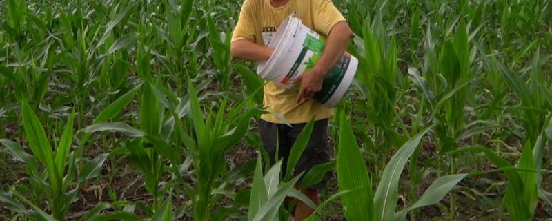 对玉米使用菌肥有什么好处