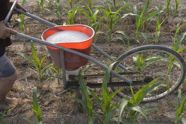 对玉米使用菌肥有什么好处,可起到培肥地力、增产增收等作用