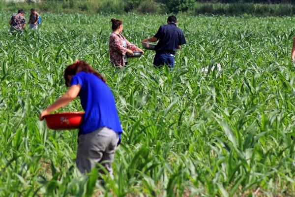 对玉米使用菌肥有什么好处,可起到培肥地力、增产增收等作用