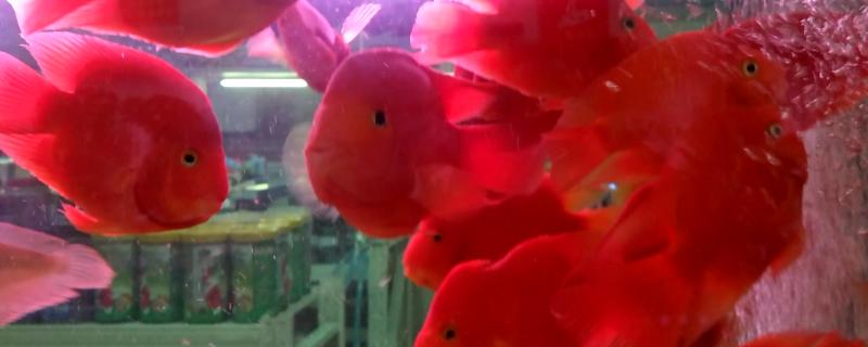 鹦鹉鱼和哪些鱼混养比较美观