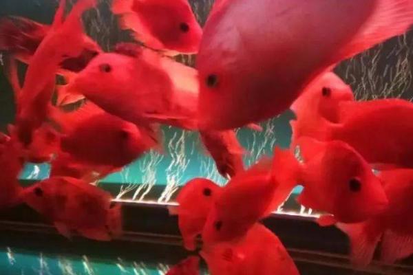 鹦鹉鱼和哪些鱼混养比较美观,银龙鱼、地图鱼、菠萝鱼等鱼种均是适宜选择