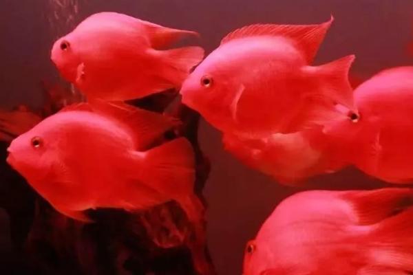 鹦鹉鱼和哪些鱼混养比较美观,银龙鱼、地图鱼、菠萝鱼等鱼种均是适宜选择