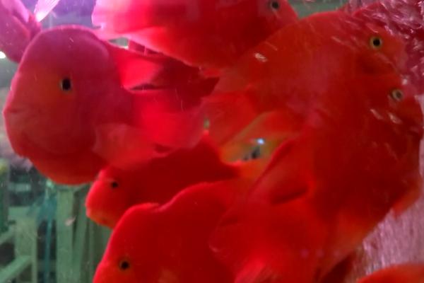 鹦鹉鱼和哪些鱼混养比较美观,银龙鱼、地图鱼、菠萝鱼等鱼种均是适宜选择