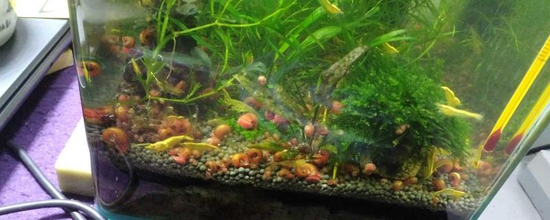 苹果螺能不能和鱼一起养