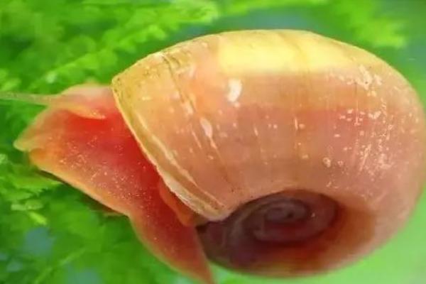 苹果螺能不能和鱼一起养,可以混养但要注意防止爆缸