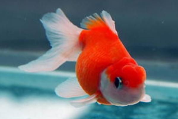 苹果螺能不能和鱼一起养,可以混养但要注意防止爆缸