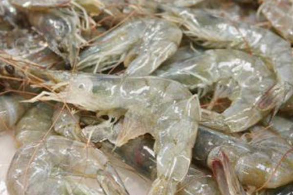 苹果螺能不能和鱼一起养,可以混养但要注意防止爆缸