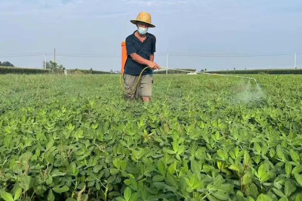 花生三遍药是用哪些农药,包括恶霉灵、吡唑、丙环唑等药物