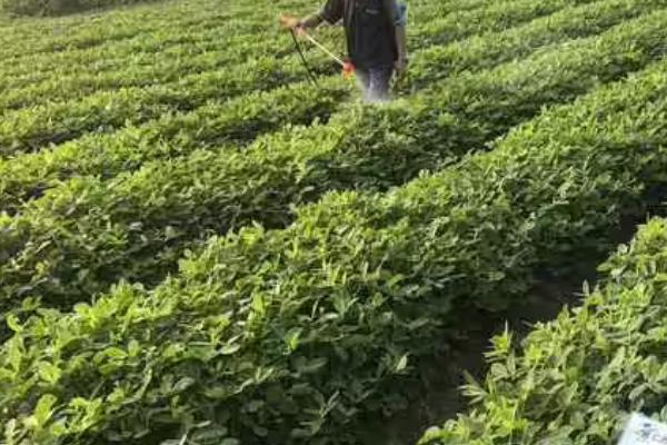 花生三遍药是用哪些农药,包括恶霉灵、吡唑、丙环唑等药物