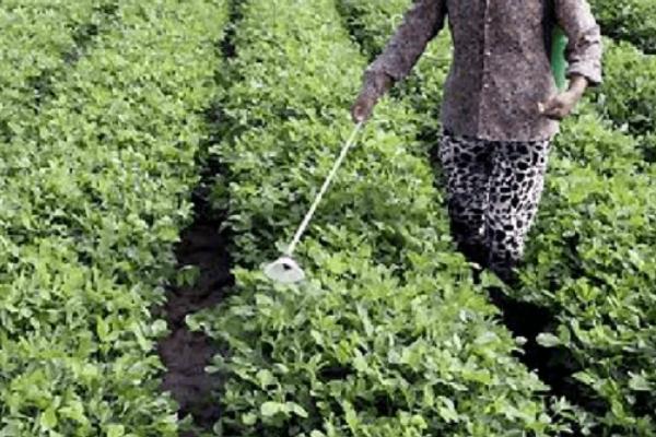 花生三遍药是用哪些农药,包括恶霉灵、吡唑、丙环唑等药物