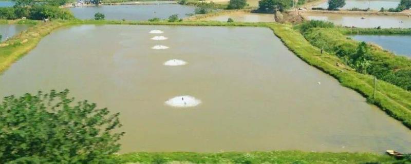 鱼塘消毒用什么药可以避免伤鱼