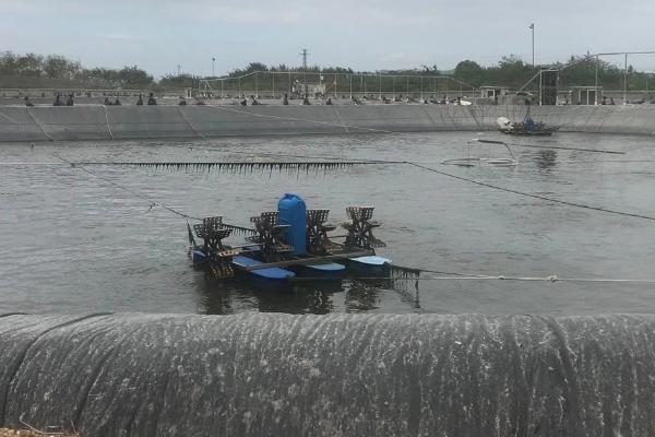 鱼塘消毒用什么药可以避免伤鱼,使用二氧化氯可以防止鱼儿受到损伤