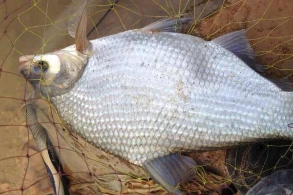 河水适合养什么鱼，鲤鱼、鲢鱼和鳙鱼都适合
