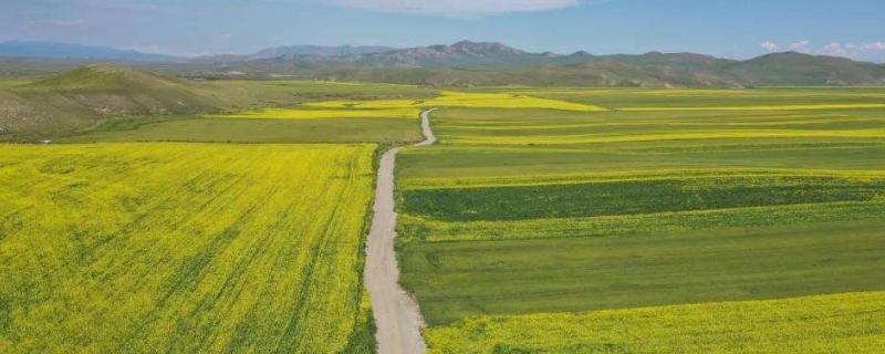 邯麦17小麦品种的特性