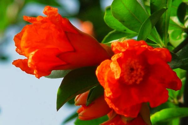 石榴花什么时候开，南方通常在农历5月份开花