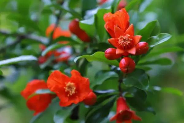 石榴花什么时候开，南方通常在农历5月份开花