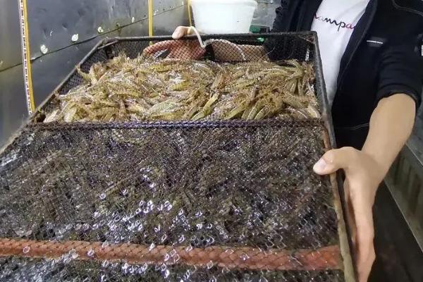 活虾怎么长途带回家，可采用双层塑料袋密封运输