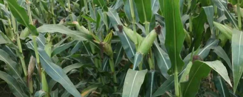 JS1001玉米种子特征特性