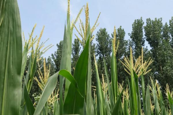 内甜糯103玉米种子特征特性，中抗茎腐病（30.0%MR）