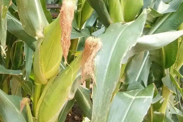 内甜糯103玉米种子特征特性，中抗茎腐病（30.0%MR）