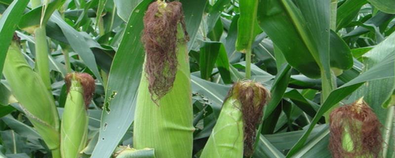 满世通162玉米品种简介