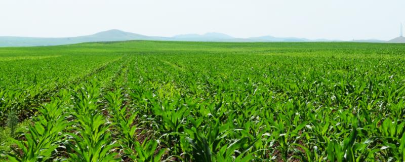 TL18玉米品种的特性