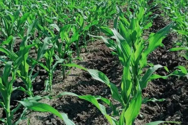 天翊31玉米种简介，中抗茎腐病（15.2%MR）