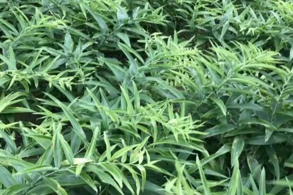 山姜亩产多少，亩产一般在五千斤左右