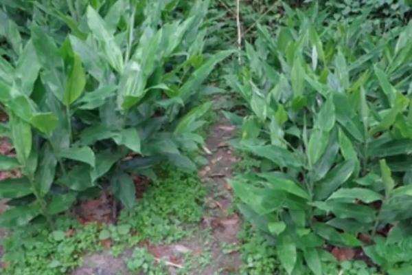 山姜亩产多少，亩产一般在五千斤左右