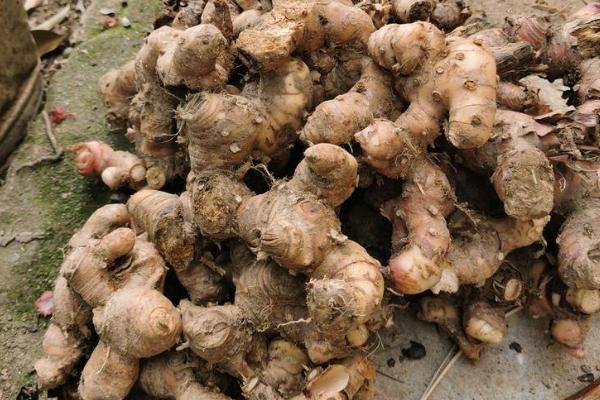 山姜亩产多少，亩产一般在五千斤左右