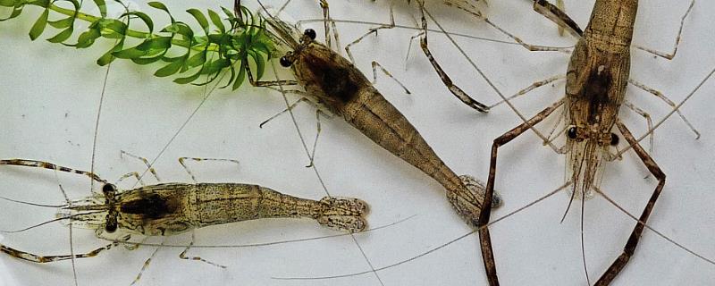 河虾喜欢深水还是浅水