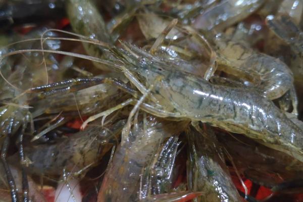 河虾喜欢深水还是浅水，比较喜欢浅水