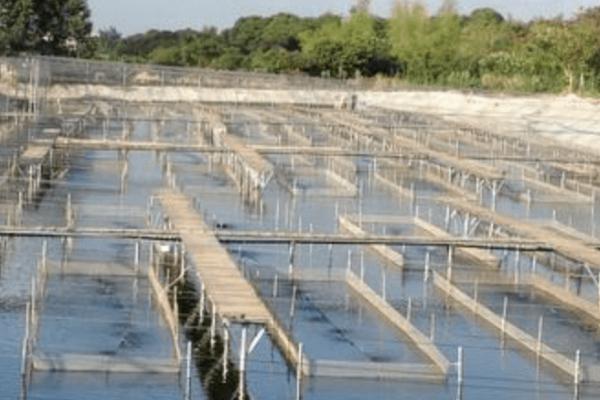 河虾喜欢深水还是浅水，比较喜欢浅水