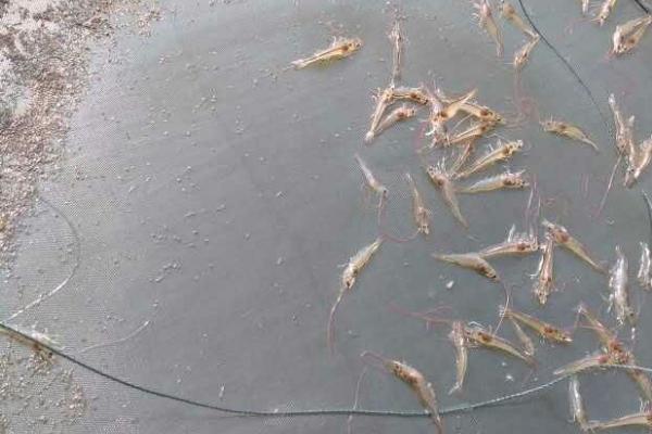 河虾喜欢深水还是浅水，比较喜欢浅水