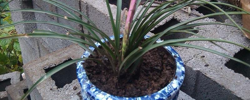 用什么土壤种植兰花