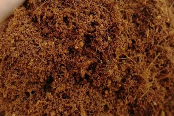 用什么土壤种植兰花,适合使用疏松、排水良好、富含腐殖质的微酸性土壤