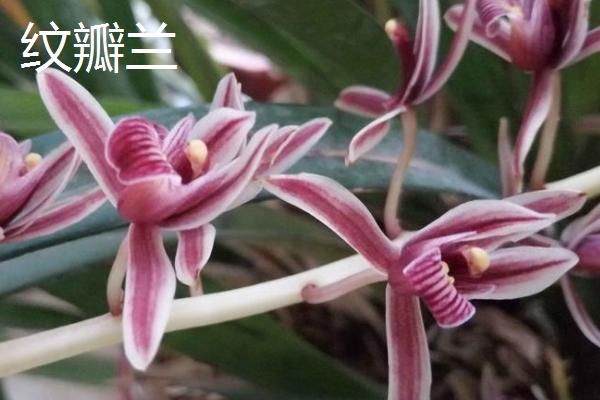 用什么土壤种植兰花,适合使用疏松、排水良好、富含腐殖质的微酸性土壤