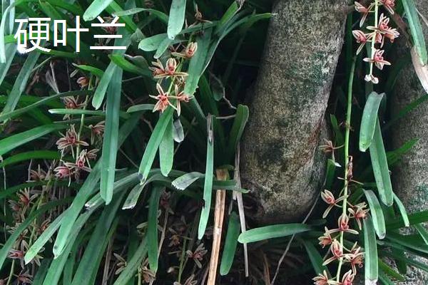 用什么土壤种植兰花,适合使用疏松、排水良好、富含腐殖质的微酸性土壤