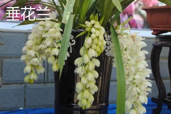 用什么土壤种植兰花,适合使用疏松、排水良好、富含腐殖质的微酸性土壤