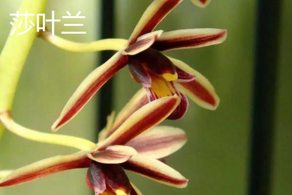 用什么土壤种植兰花,适合使用疏松、排水良好、富含腐殖质的微酸性土壤