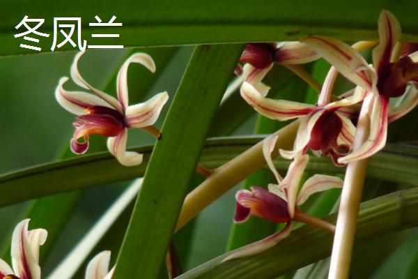 用什么土壤种植兰花,适合使用疏松、排水良好、富含腐殖质的微酸性土壤