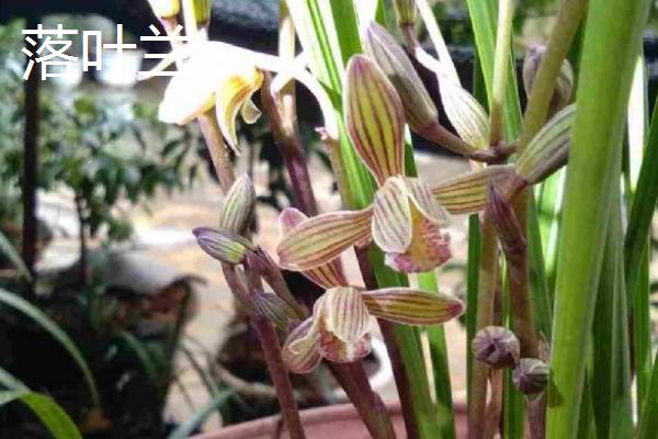 用什么土壤种植兰花,适合使用疏松、排水良好、富含腐殖质的微酸性土壤