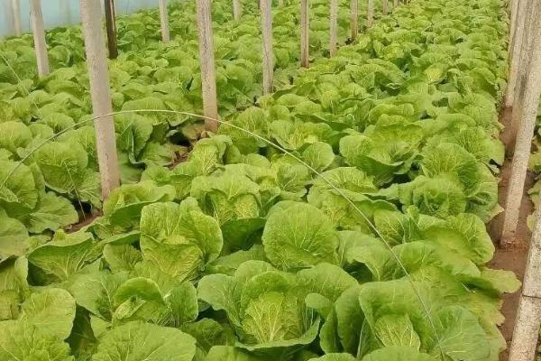 白菜适合用什么叶面肥，可喷施尿素溶液、硼砂溶液、磷酸二氢钾溶液