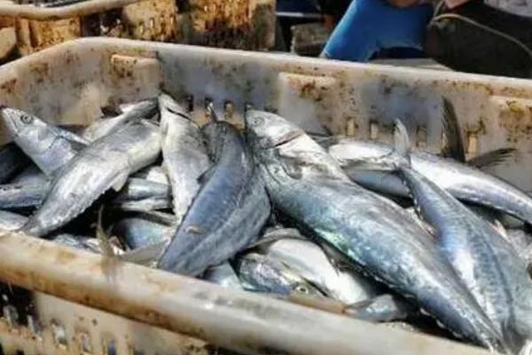 刀鱼有没有刺,体内有刺且数量较多