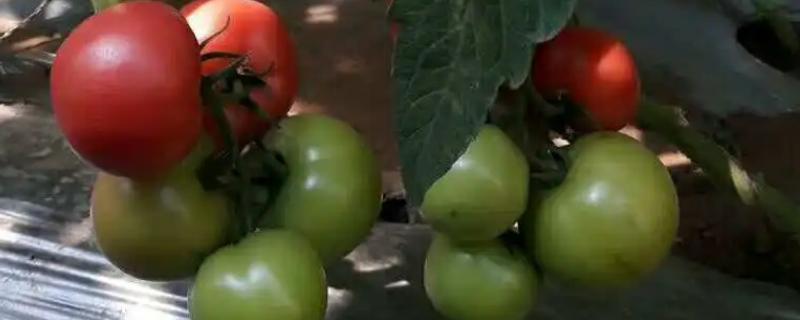 秋番茄什么时候种好