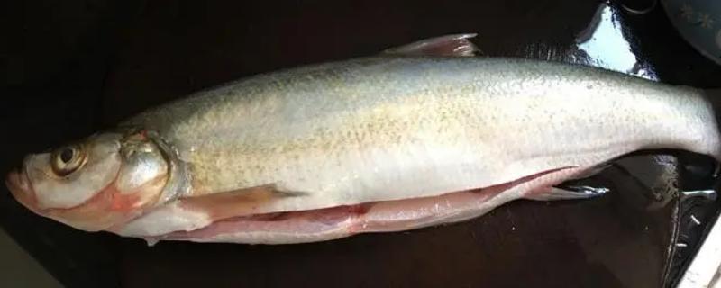 岛子鱼是什么鱼