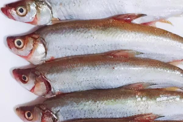 岛子鱼是什么鱼，白鱼是它的学名