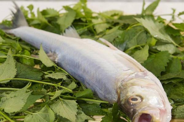 岛子鱼是什么鱼，白鱼是它的学名